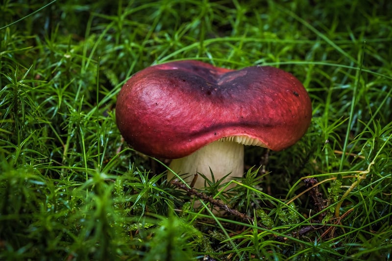 Nature Scavenger Hunt